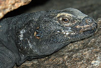 Common Chuckwalla