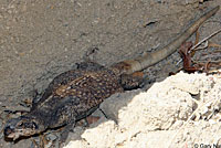 Common Chuckwalla