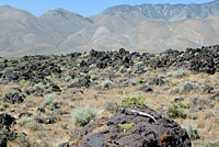 Common Chuckwalla