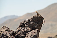 Common Chuckwalla