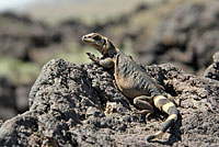 Common Chuckwalla