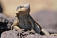 Common Chuckwalla