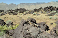 Common Chuckwalla