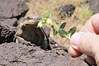 Common Chuckwalla