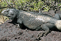 Common Chuckwalla