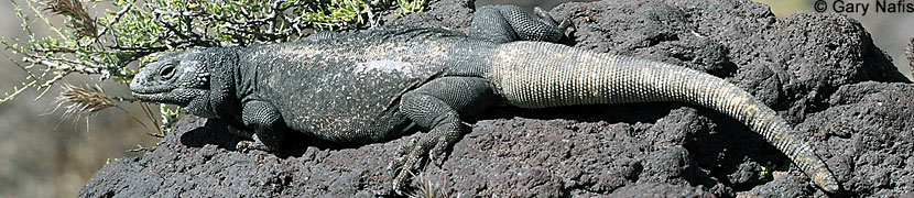 Common Chuckwalla