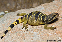 Common Chuckwalla