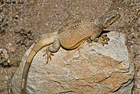 Common Chuckwalla