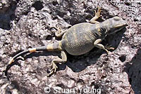 Common Chuckwalla