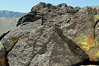 Common Chuckwalla