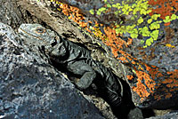 Common Chuckwalla