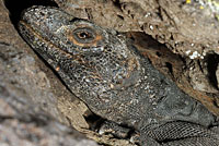 Common Chuckwalla