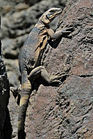 Common Chuckwalla