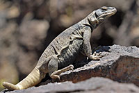 Common Chuckwalla