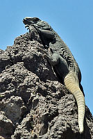 Common Chuckwalla