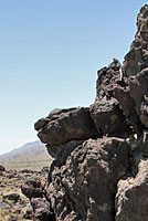 Common Chuckwalla