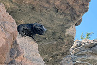 Common Chuckwalla