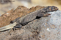 Common Chuckwalla