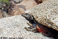 Common Chuckwalla