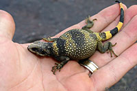 Common Chuckwalla