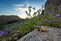 Common Chuckwalla