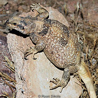 Common Chuckwalla