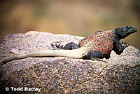 Common Chuckwalla