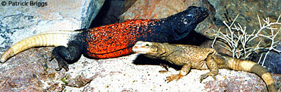 Common Chuckwallas