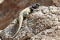 Common Chuckwalla