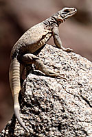 Common Chuckwalla