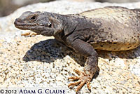 Common Chuckwalla