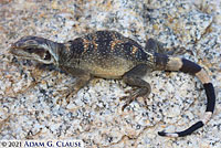 Common Chuckwalla