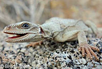 Great Basin Collared Lizard