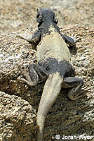 Common Chuckwalla