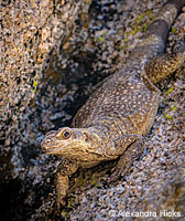 Common Chuckwalla