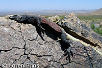 Common Chuckwalla