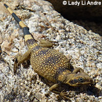 Common Chuckwalla