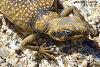 Common Chuckwalla