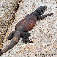 Great Basin Collared Lizard