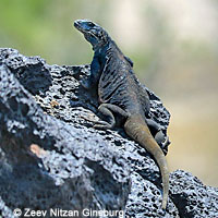 Great Basin Collared Lizard