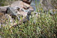 Great Basin Collared Lizard