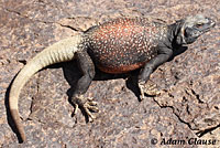 Common Chuckwalla