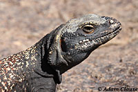 Common Chuckwalla