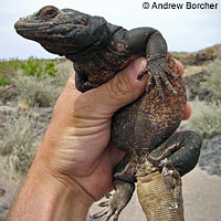 Common Chuckwalla