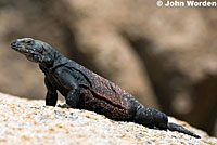 Common Chuckwalla