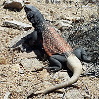 Common Chuckwalla