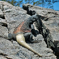 Common Chuckwalla