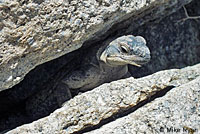 Common Chuckwalla