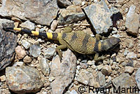 Common Chuckwalla