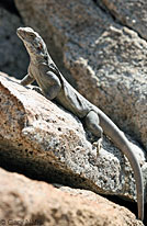 Common Chuckwalla